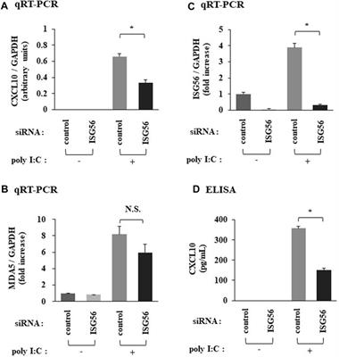 TLR3 signaling-induced interferon-stimulated gene 56 plays a role in the pathogenesis of rheumatoid arthritis